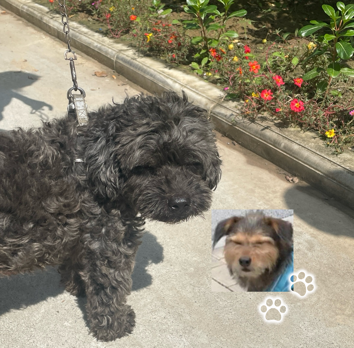 豆豆——被太阳晒成表情包